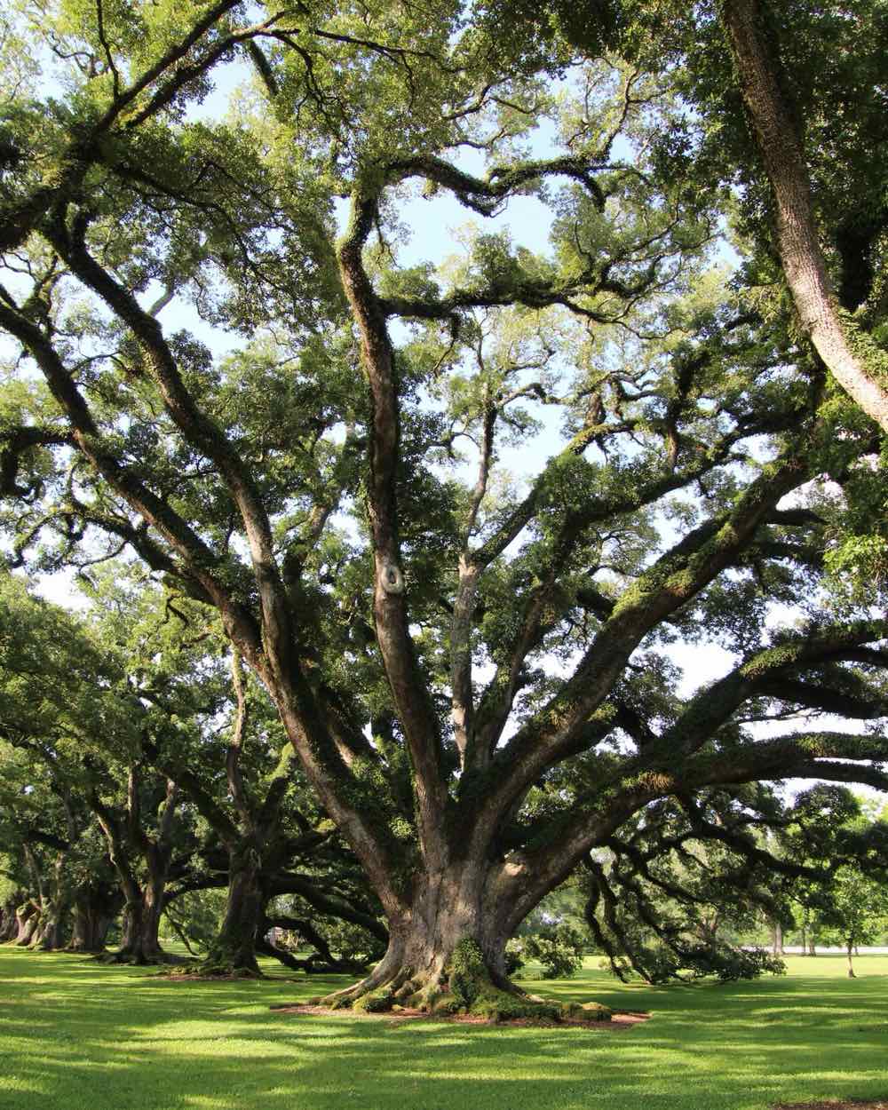 A sprawling Southern live oak — a signature sight across Acadiana, Louisiana