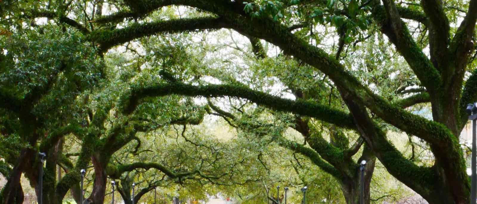 A lane canopied by live oaks in Louisiana — the heart of the Acadiana region